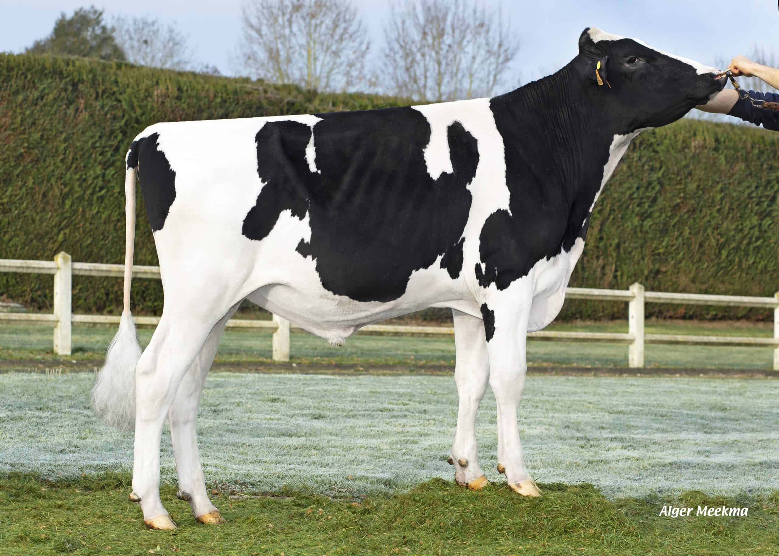 Stier van de week Sad PP