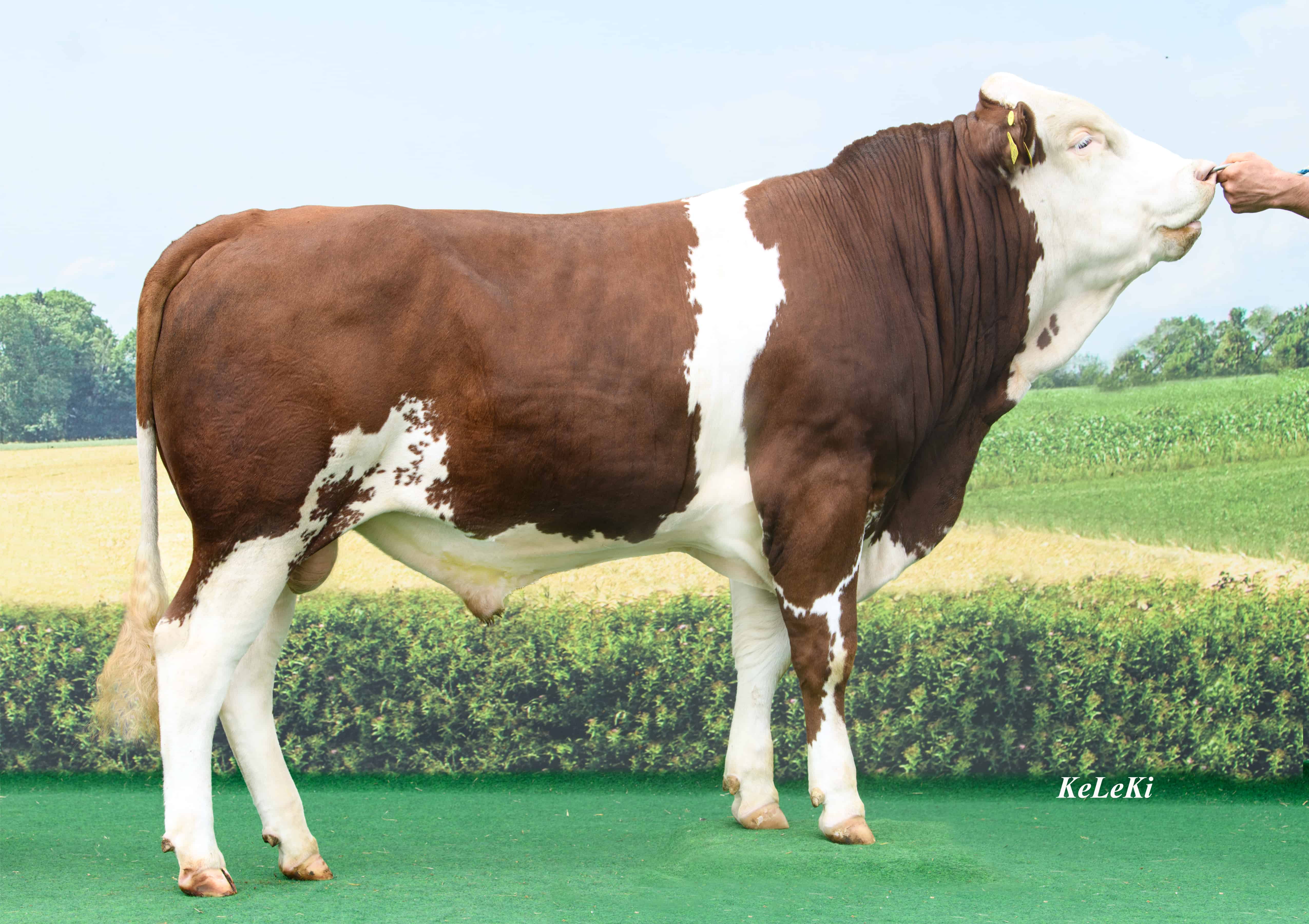 Stier van de week Halox