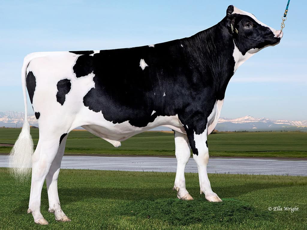 Stier van de week AltaSulien